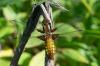 Female Broad-bodied chaser
